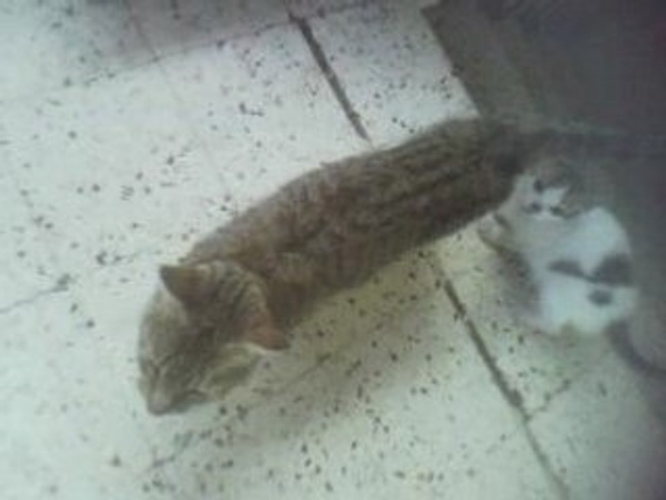 Les chats de djemaa