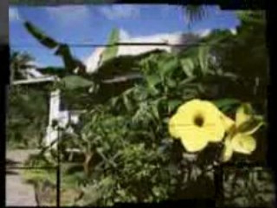 Tonga Hotel www.friendlyislander.com