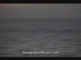 Galapagos Islands Dolphins Video