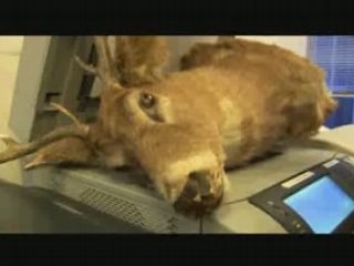 Wolfman in the Office – Faxing