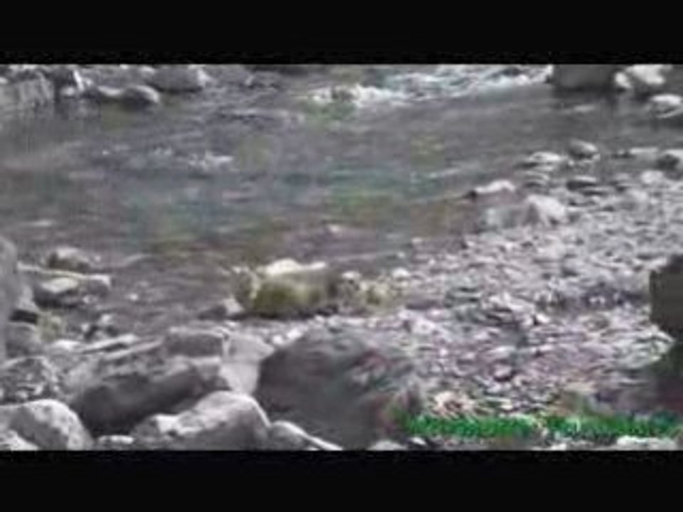 Les marmottes jouent au bord de la rivière