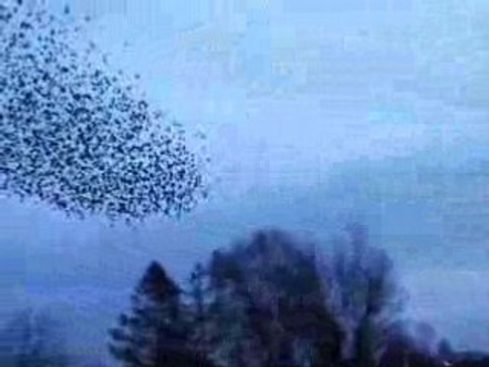 ballet d oiseaux a soissons