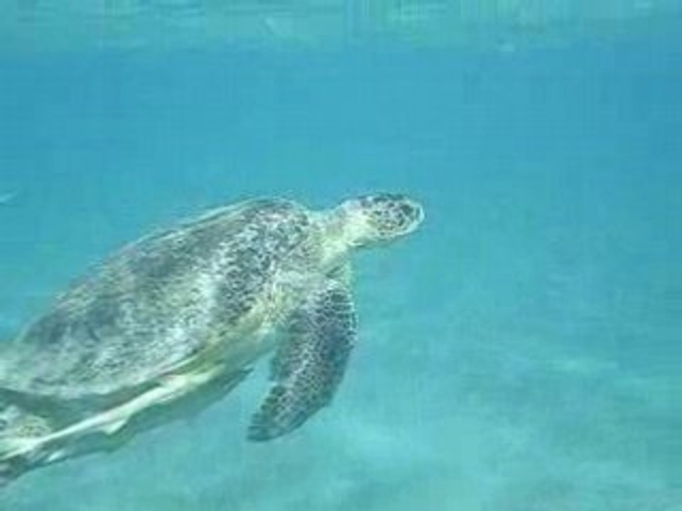 Tortues 2008 (1)