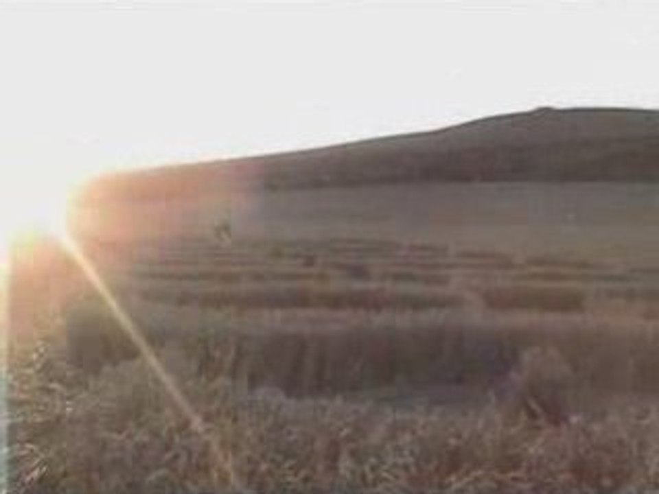 mystere crop circle...