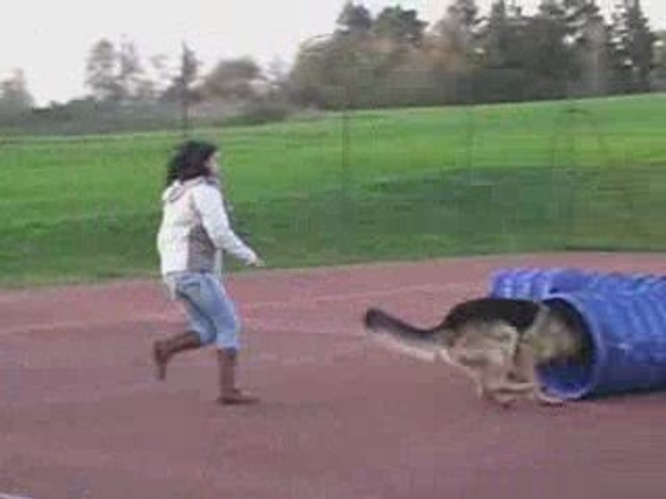 Berger Allemand - Cooper, le tunnel et le 2on/2off !