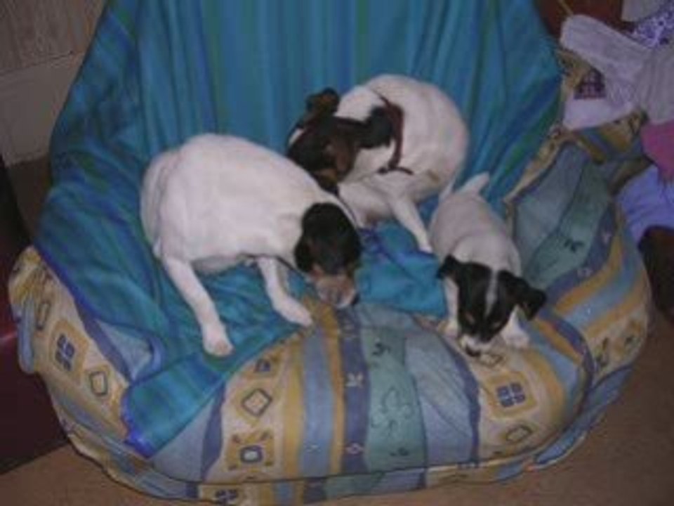 pilou  mon chiot