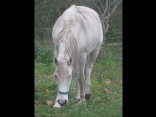 Petit montage sur des chevaux que j'adore !