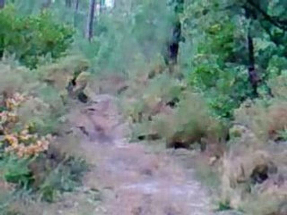 Dirt en forêt
