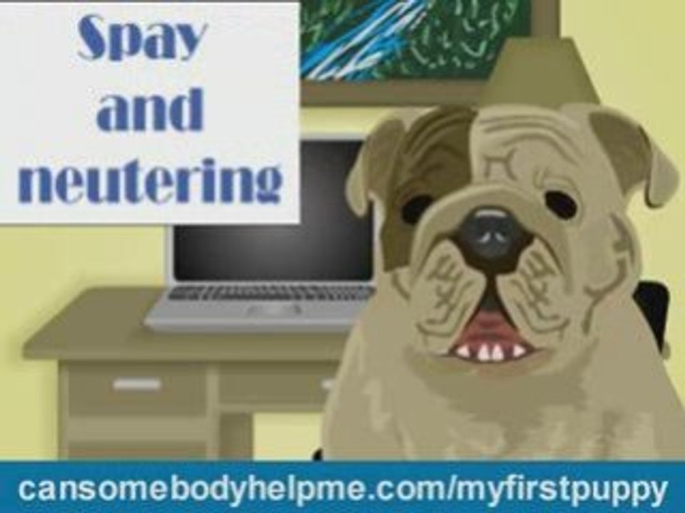 Learn how to care for a puppy - Part 3 of 3