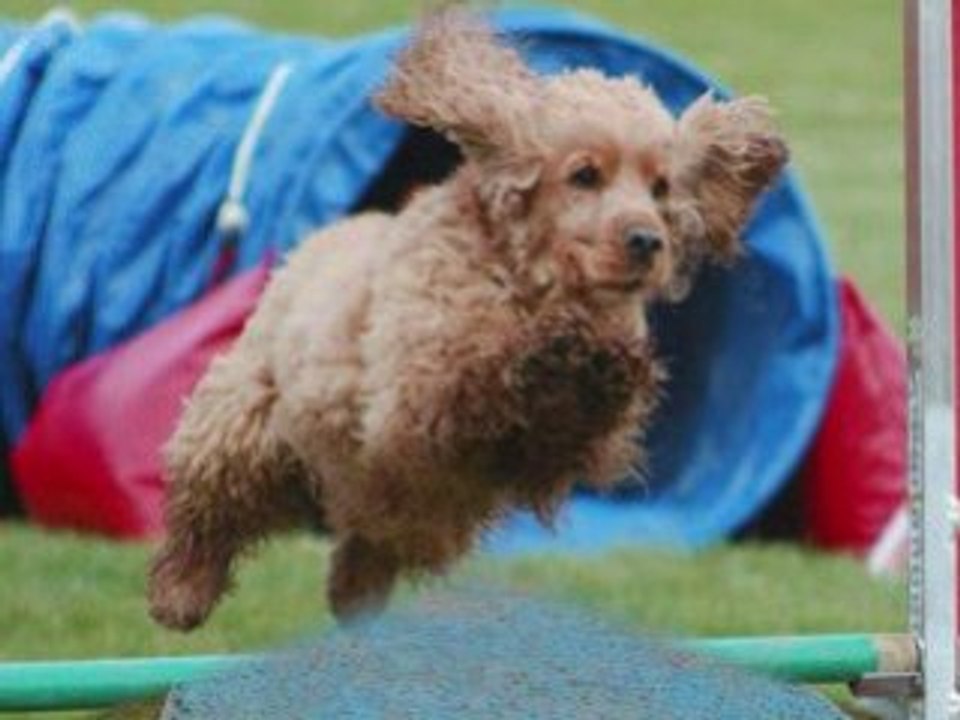 Toupy et c'ven une histoire de cocker