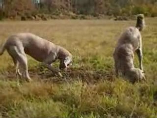 Vidéo After et Riddle Nov 2008