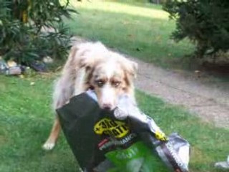 MAYBE VEUT MANGER  A VOLE LE SAC 07