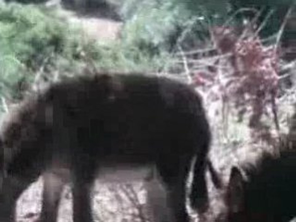 Les anes de farkhana (maroc)