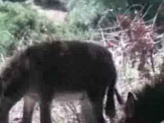 Les anes de farkhana (maroc)