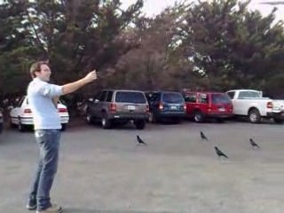 Attaque de corbeaux a Hearst Castle