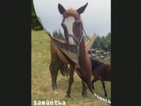 Poneys de Claire Poney Nature