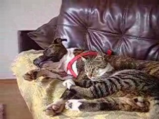 pitbulls are not wild .