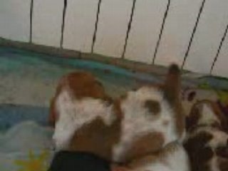 Django voudrait réveiller ses copains