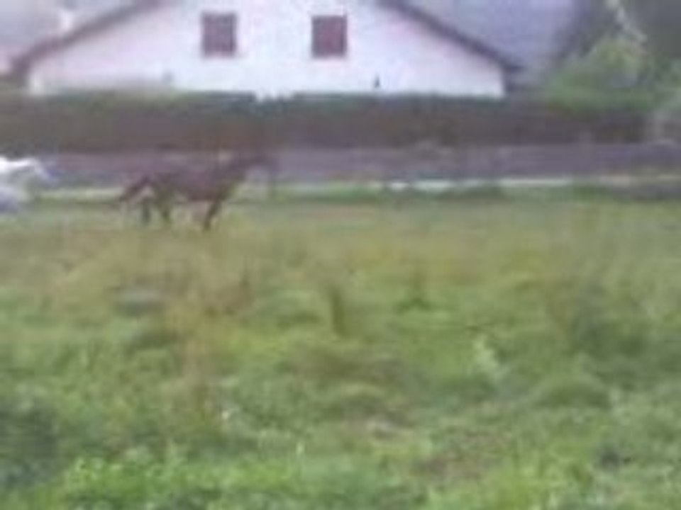 Course folle dans leur près