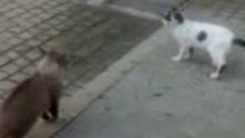 Pavement kitty