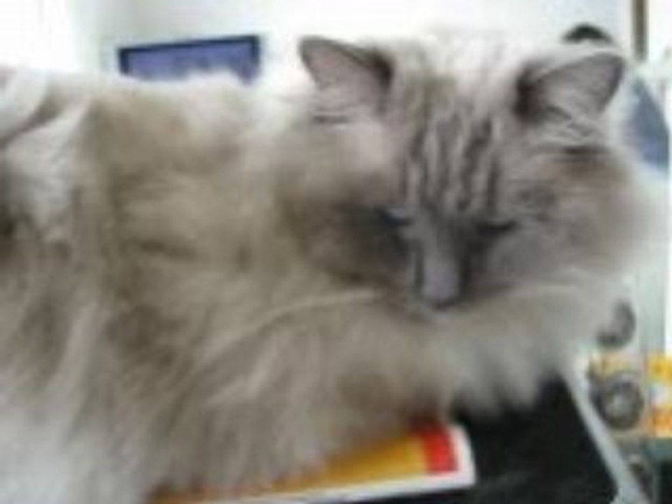 Chat Charlie