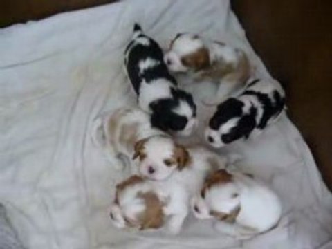 bébés cavalier king charles