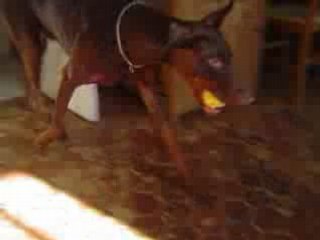 dobermann