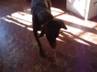 dobermann