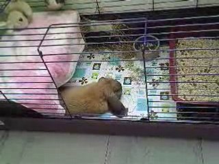 Vidéo-J'en veux pas de ta pierre mdr !!!