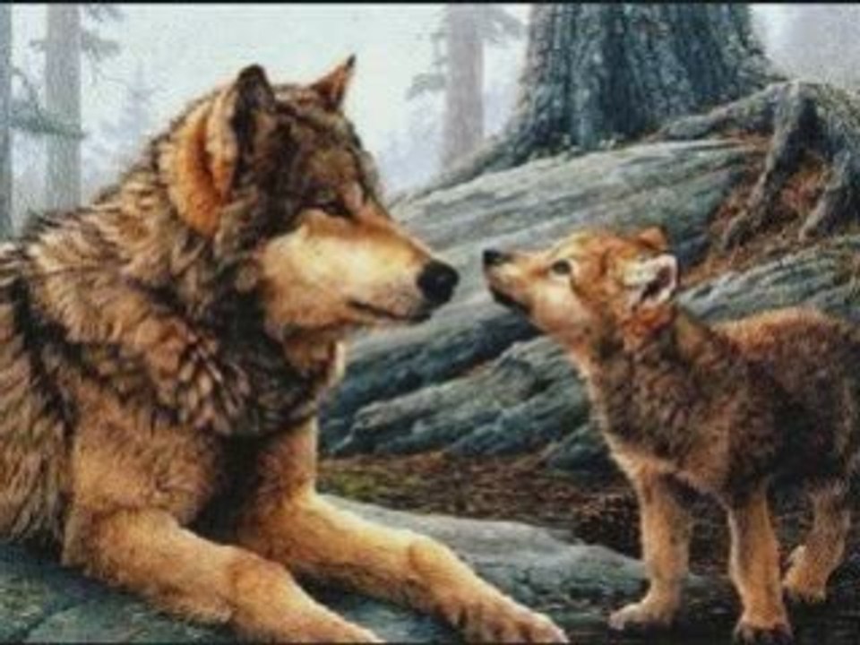 Loup wolf history