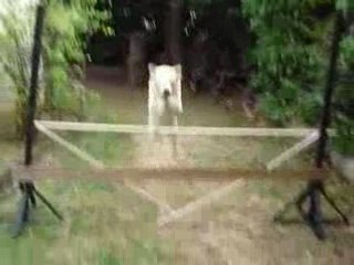 Encore Roucky en saut