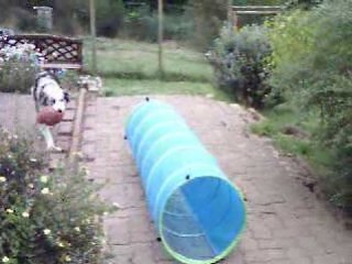 cachou et son tunnel