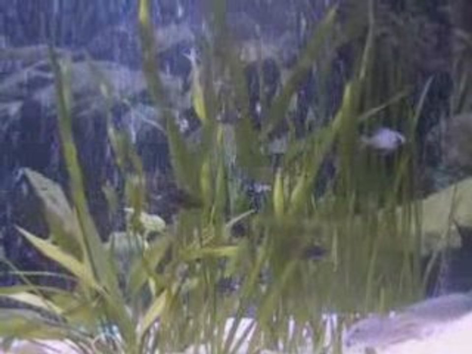 Akvaryum-duboisi yavruları