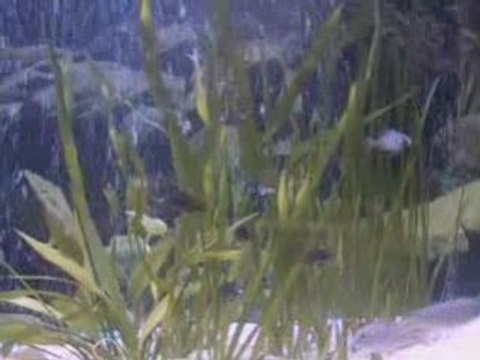 Yunus yavrularıyla beraber duboisi yavruları-