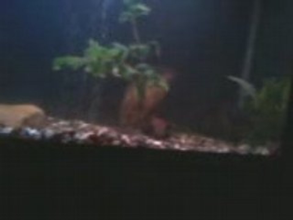 Astronotus ocellatus oscar  qui pete