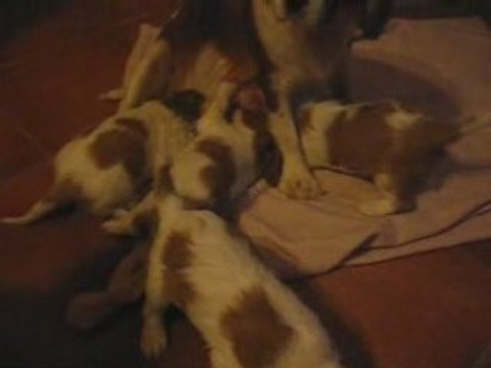 cavalier kings charles