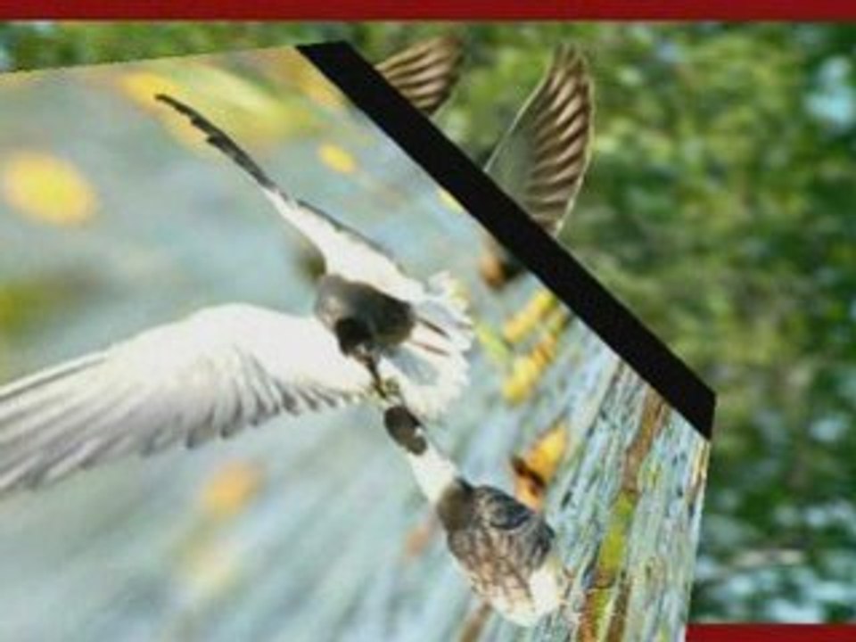 Les Oiseaux