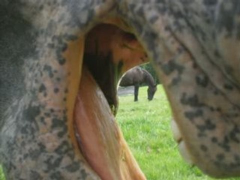 Juments appaloosa au pré