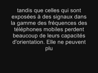 La disparition des abeilles causé par la pollution CEM