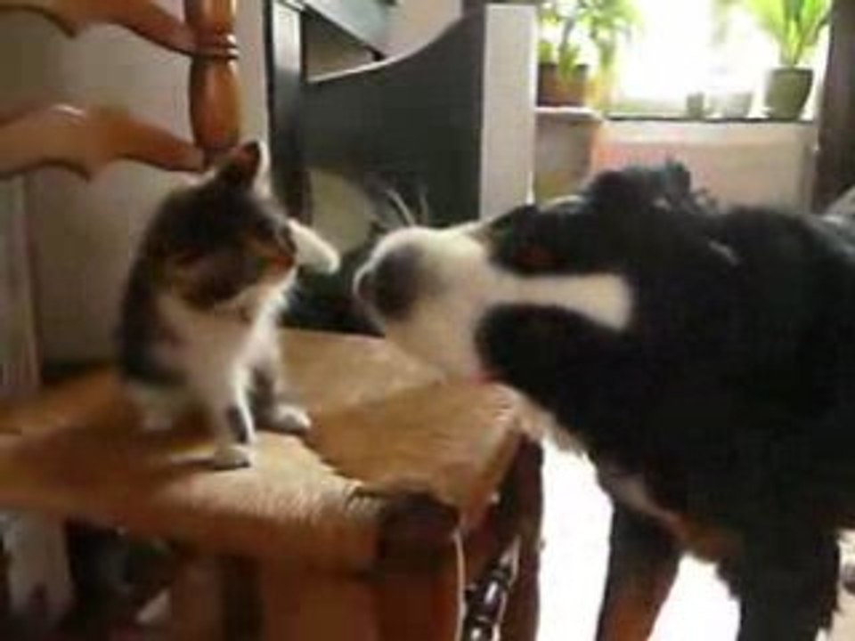 chaton bouvier bernois