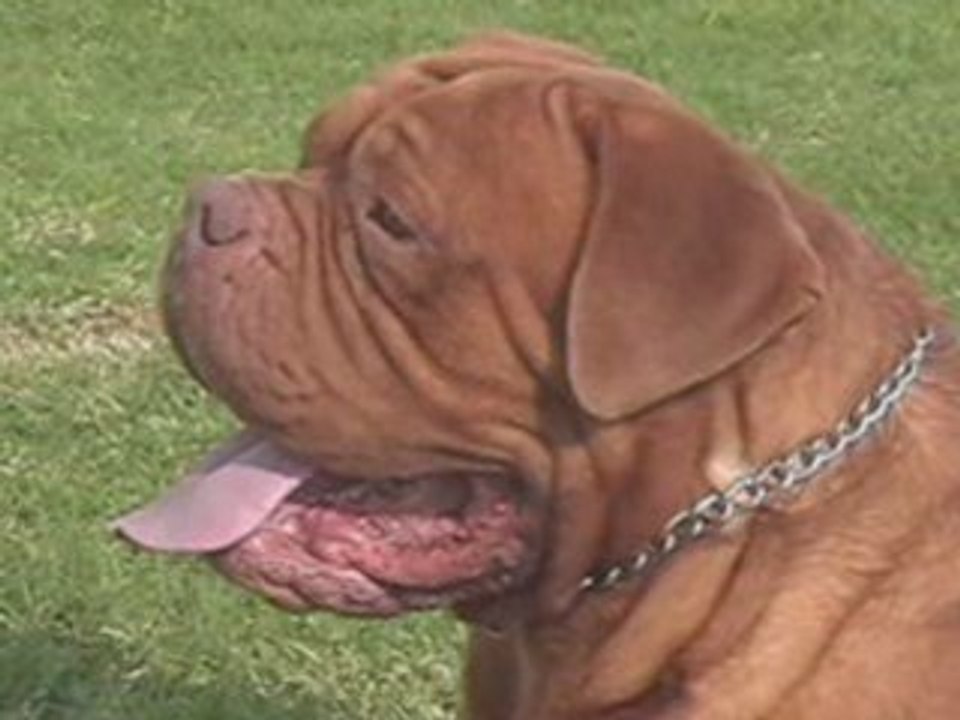 Dogos de Burdeos  MONT ROUGE Kennel México Dogue de Bordeaux