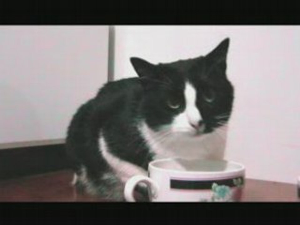 Casting de chats