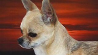 Chihuahuas / CHIHUAHUEÑOS Mexicanos Criadero MONT ROUGE