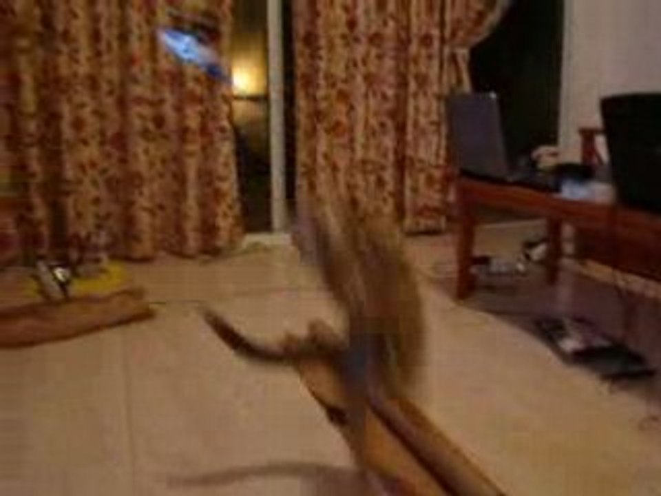 Chat VS Picooz II