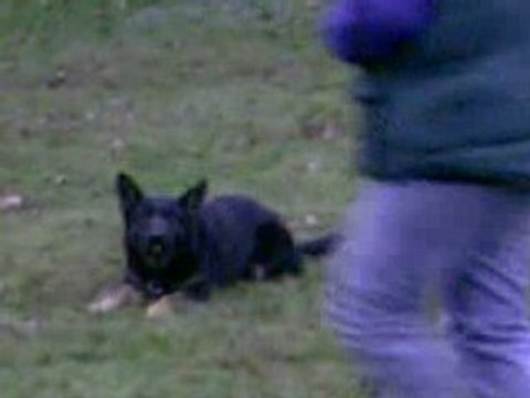 DIXIE des Côteaux du Lys