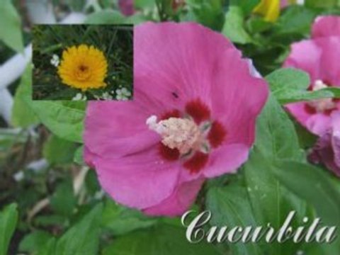 Diapo fleurs de mon jardin