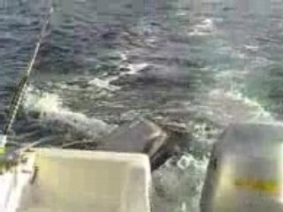vistas desde la proa del barco