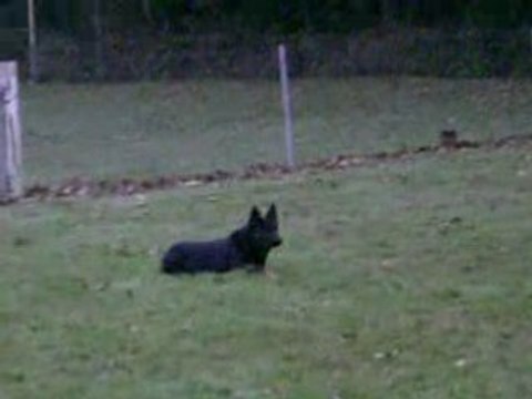 DIXIE des Côteaux du Lys