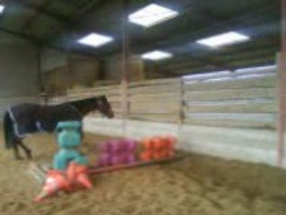 MAGICA OBSTACLE MANEGE NOVEMBRE 2008