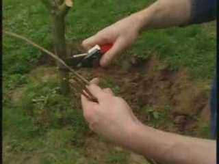 La couronne du pommier